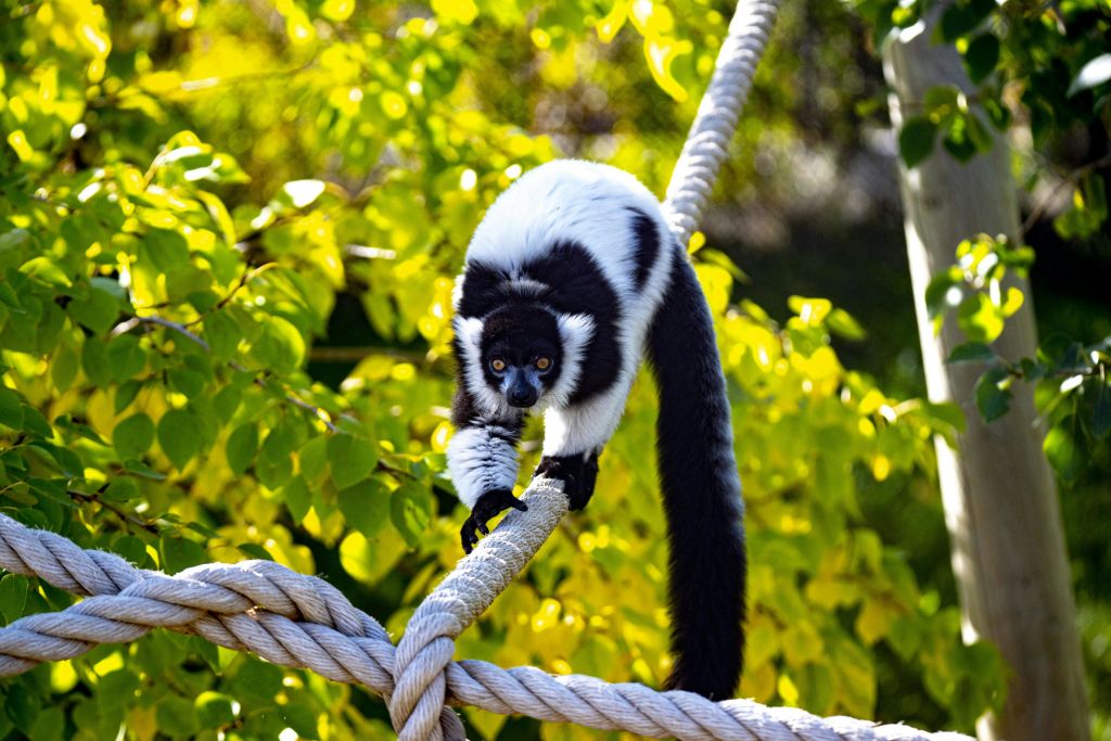 검은색과 흰색의 여우원숭이가 푸른 단풍을 배경으로 굵은 밧줄을 따라 걸어가고 있습니다.