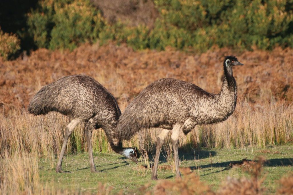 베스트 야생동물 투어