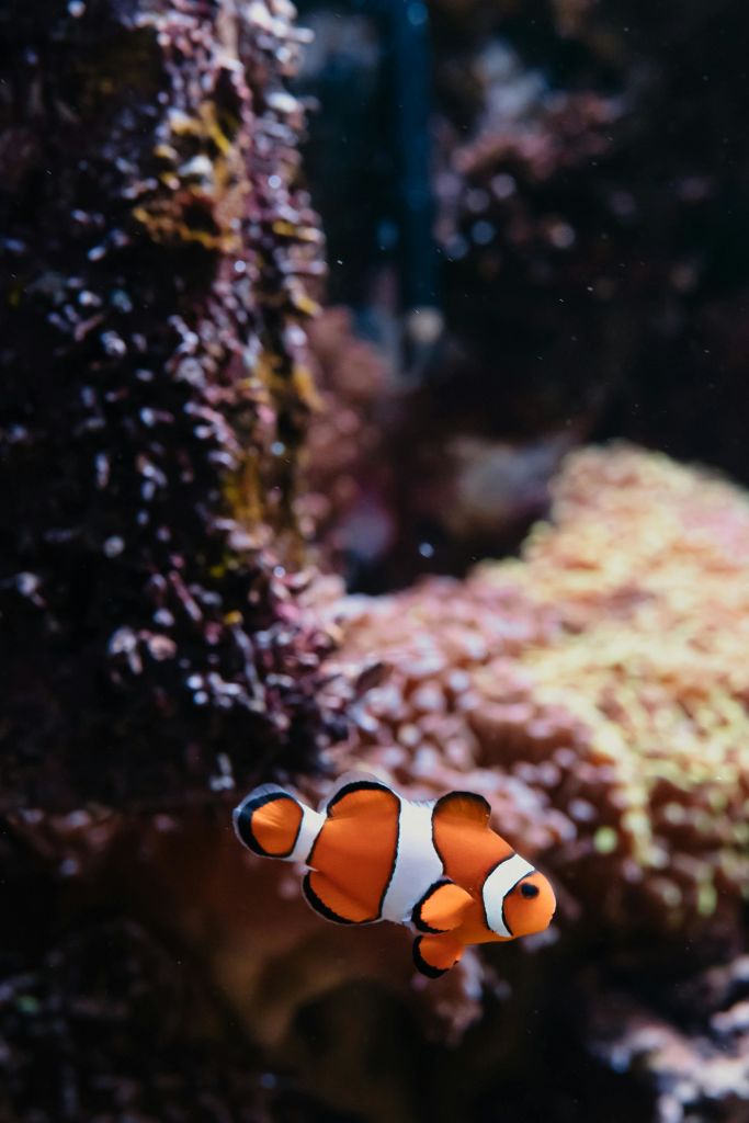 수족관의 화려한 산호 근처에서 광어가 헤엄치고 있습니다.