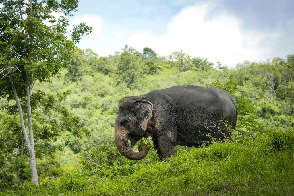 빽빽한 숲과 푸른 하늘을 배경으로 푸른 풀밭을 걷는 코끼리.