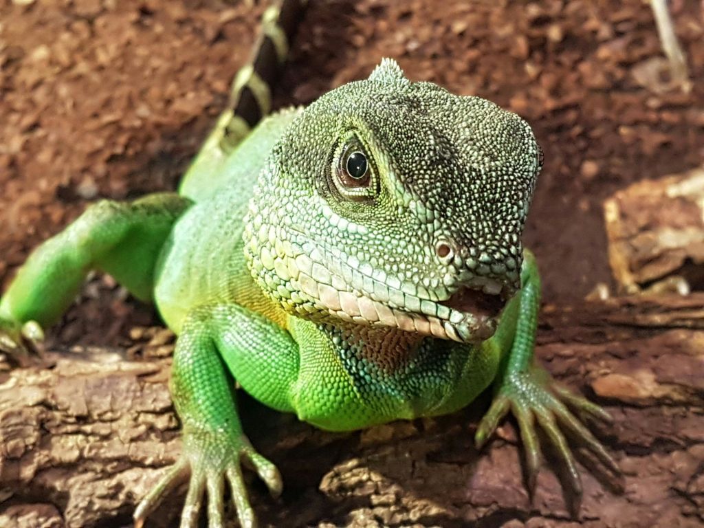 흐릿한 갈색 배경에 나무 조각에 자리 잡은 질감의 피부를 가진 녹색 도마뱀의 클로즈업.