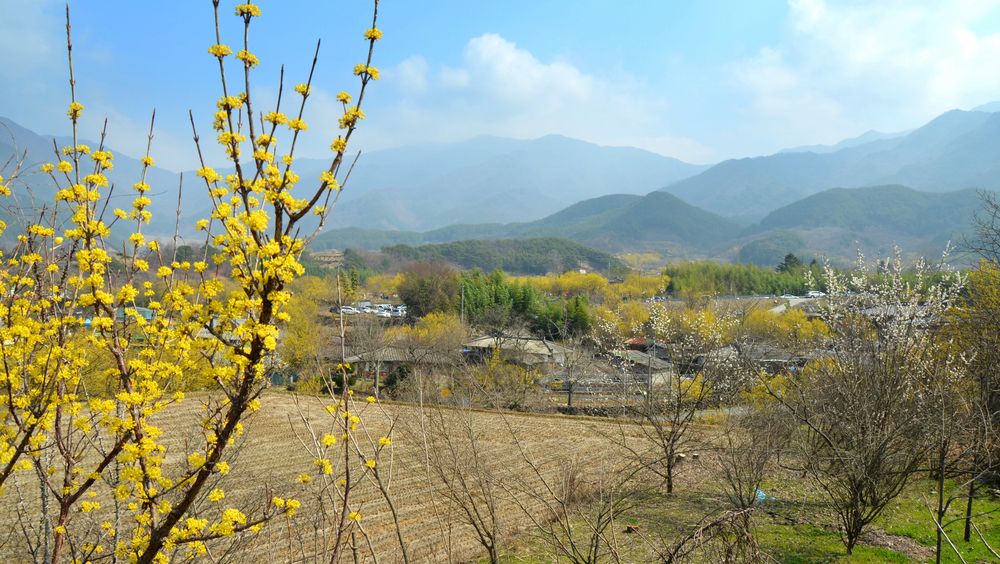 의성 산수유 꽃 피는 마을