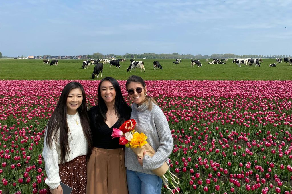 소를 배경으로 펼쳐지는 진정한 네덜란드 튤립밭