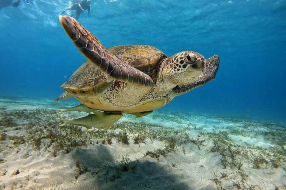 거북이와 함께하는 스노클링