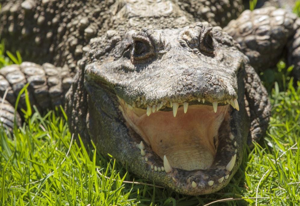 악어의 얼굴이 입을 벌리고 날카로운 이빨을 드러내는 클로즈업. 배경에는 녹색 잔디가 포함됩니다.