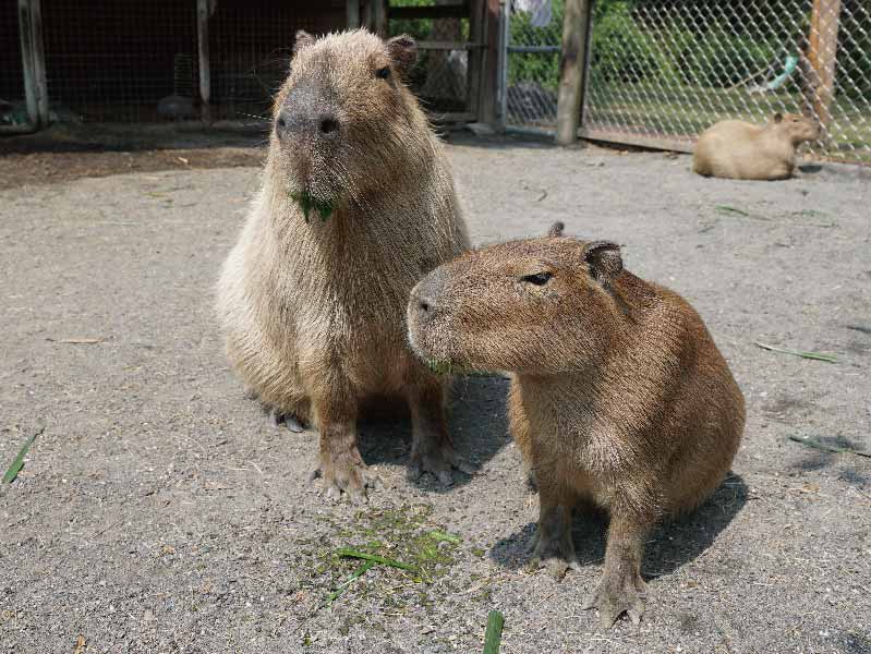장난꾸러기 월드에 오면 공원의 빅스타 카피바라 씨를 놓칠 수 없죠! 얌전한 카피바라는 관광객들과 가까운 거리에서 교감하고 먹이를 줄 수 있으니 꼭 사전 예약하세요~