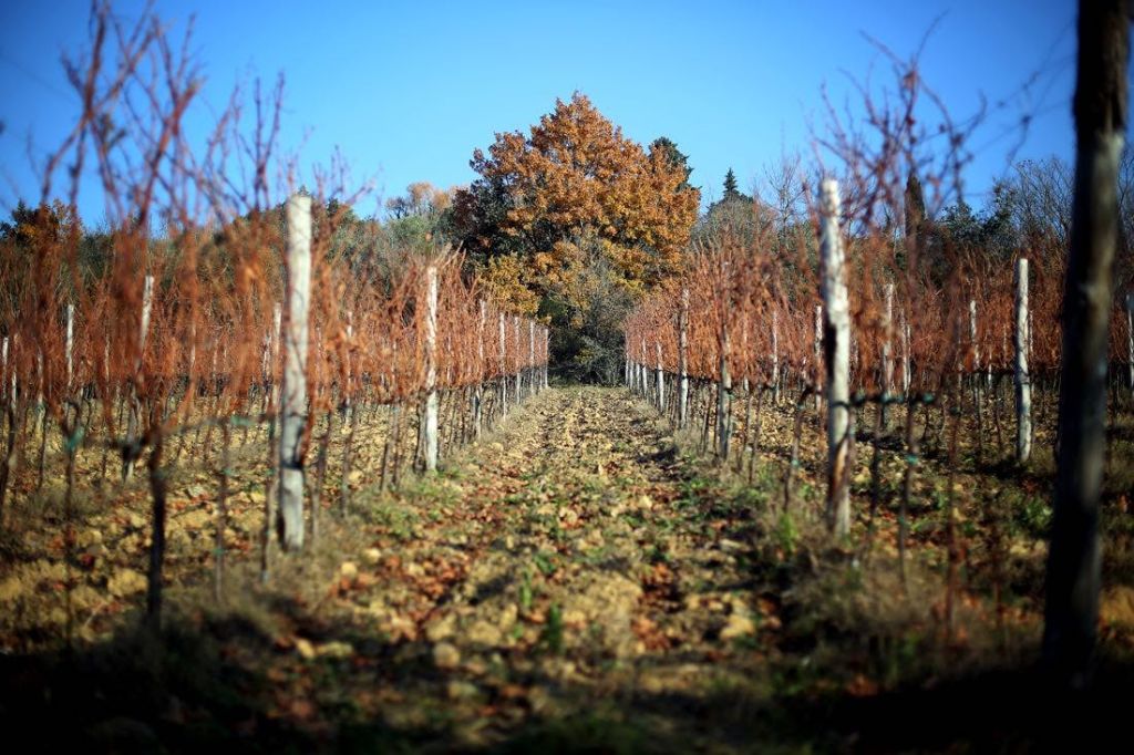 나뭇가지가 드러난 포도나무 줄기가 저 멀리 뻗어 있으며, 맑은 하늘 아래 가을색의 잎사귀가 있는 커다란 나무로 이어집니다.