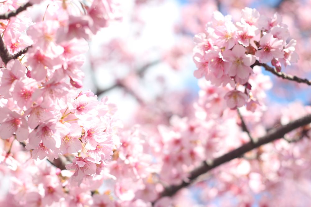 삼랑진 벚꽃길
