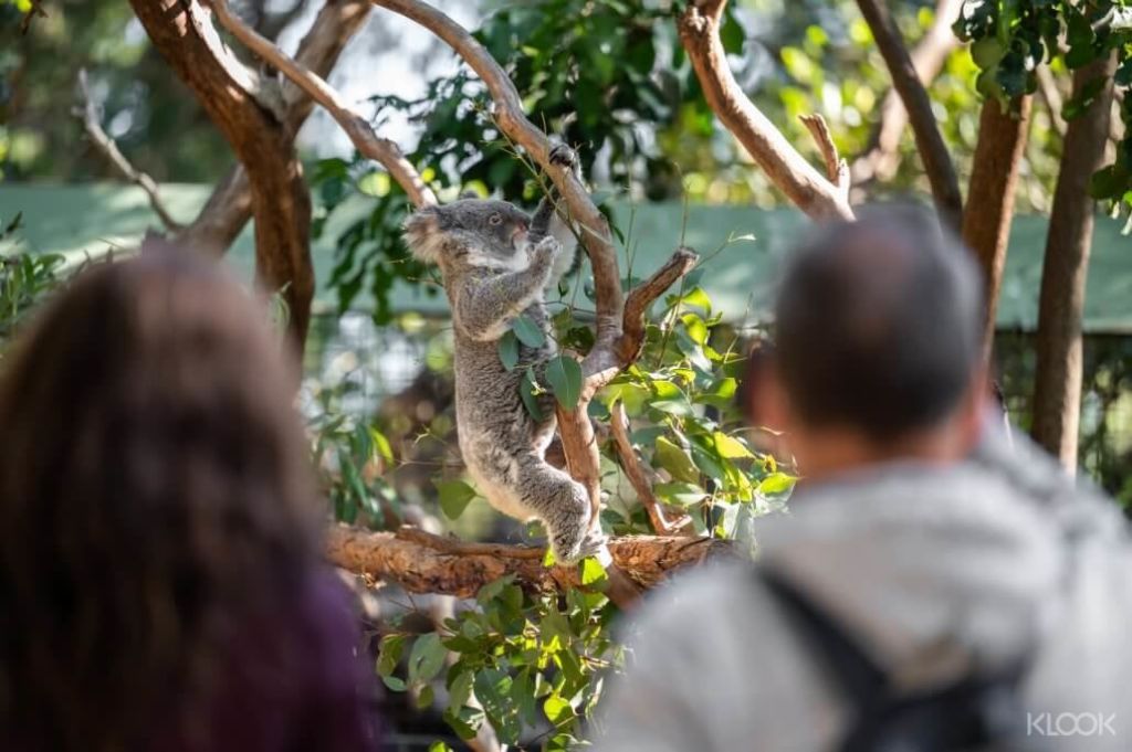 Featherdale Sydney Wildlife Park에서 호주의 독특하고 다양한 야생 동물을 가까이에서 만나보세요.