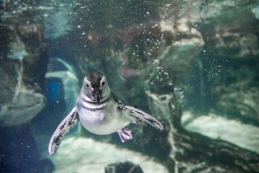 제노바 수족관 - 펭귄