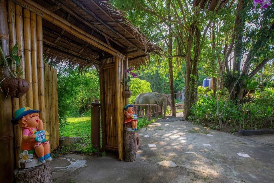 Natural green space and elephants