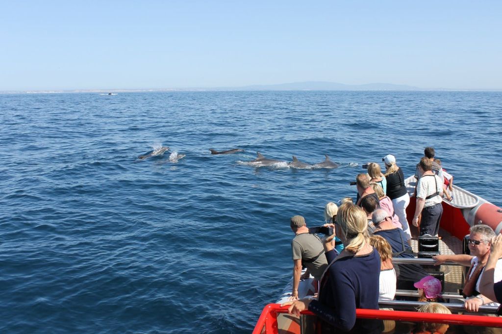 돌고래와 함께 토네이도 즐기기