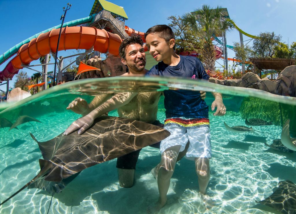 한 남자와 한 소년이 투명한 물웅덩이에서 가오리와 교감하고 있으며, 형형색색의 물 미끄럼틀과 야자수가 배경을 이루고 있습니다.