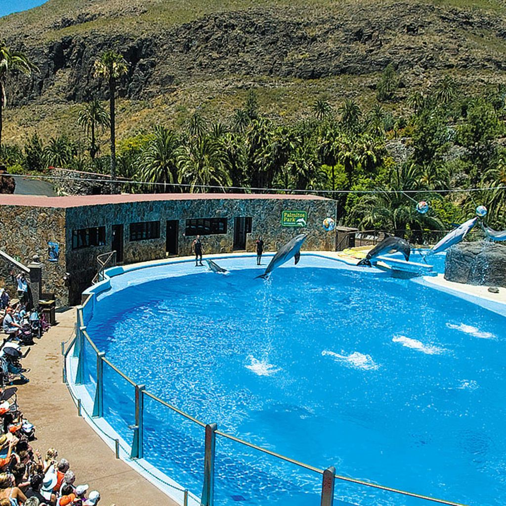 야외 공연에서 푸른 수영장에서 묘기를 부리는 돌고래를 구경하고 바위 언덕을 배경으로 공연을 즐겨보세요.