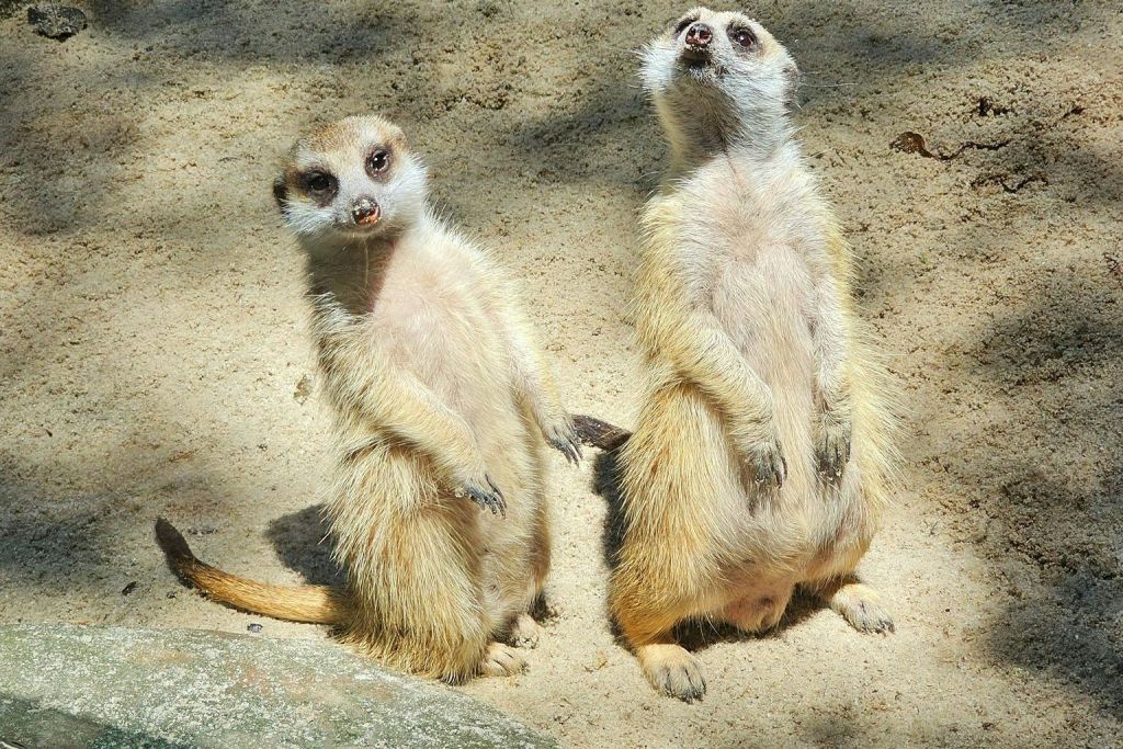 탐분이포의 잃어버린 세계