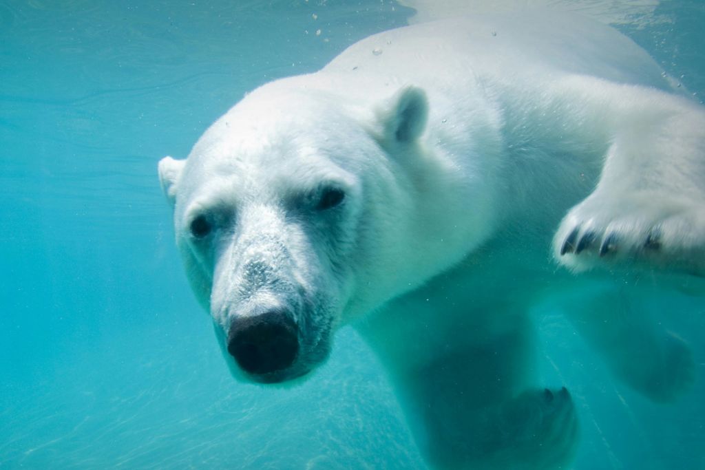 물속을 헤엄치는 북극곰이 얼굴과 앞다리가 보이는 카메라를 바라보고 있습니다.