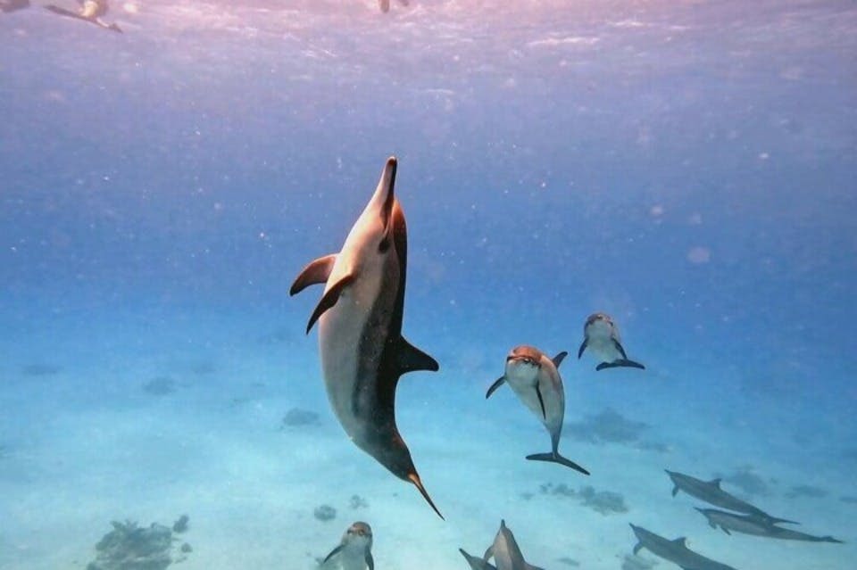 마르사알람의 돌고래 떼