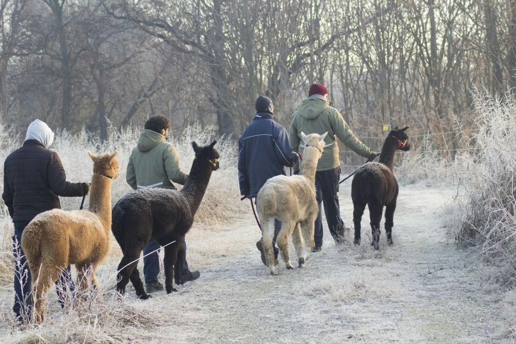 세 사람이 서리가 내린 길을 걷고 있는데, 키가 크고 나무가 우거진 목줄로 알파카를 이끌고 있습니다.