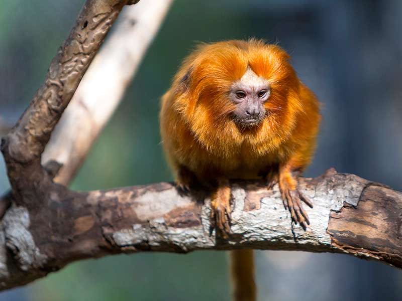 밝은 오렌지색 털을 가진 황금 사자 타마린이 나뭇가지 위에 앉아 정면을 바라보고 있습니다.