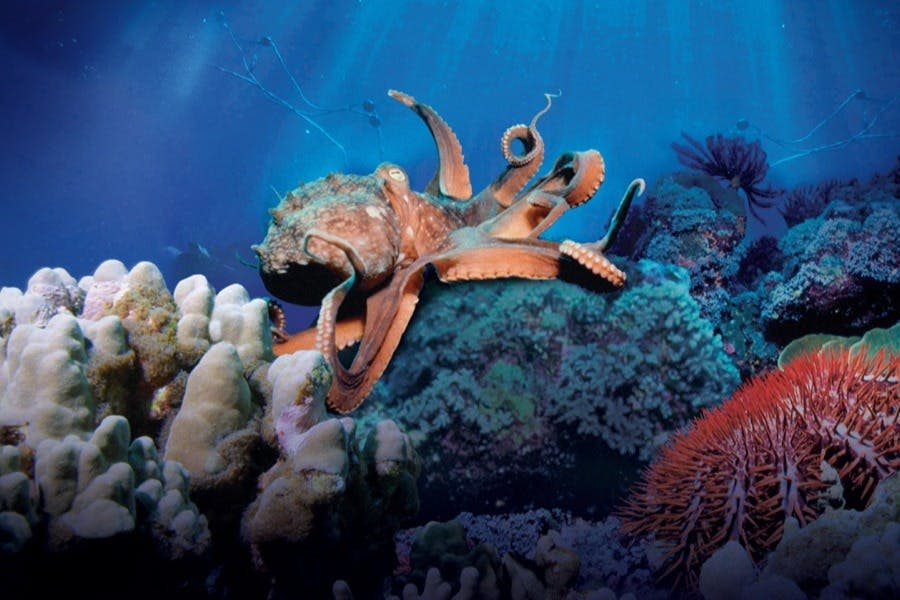 뉴잉글랜드 아쿠아리움에서 만나는 바다의 비밀