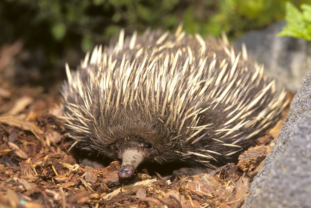 샌디에고 동물원
