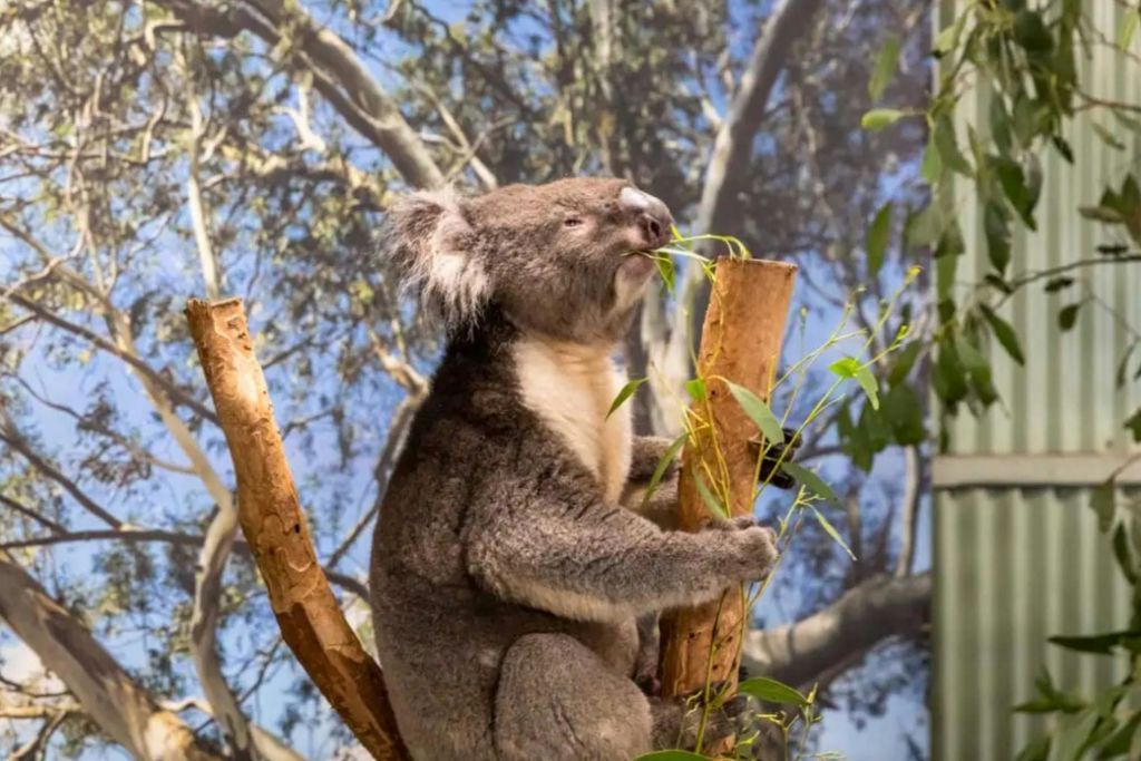 페더데일야생동물공원