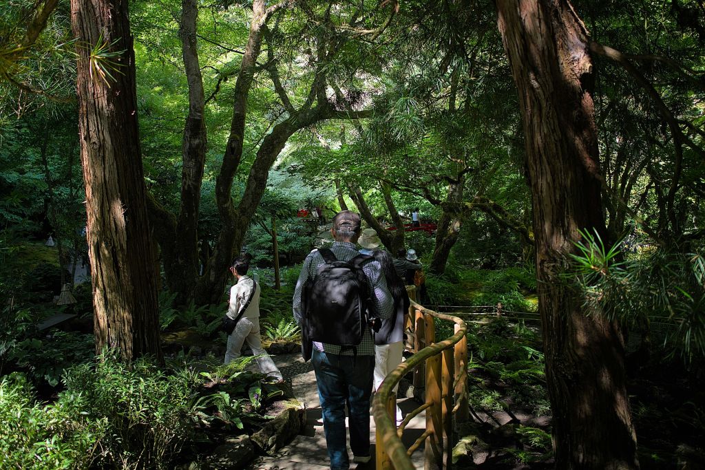 큰 나무와 풍부한 단풍이 우거진 빽빽하고 푸른 숲에서 그늘진 길을 따라 걷는 배낭을 든 사람들.