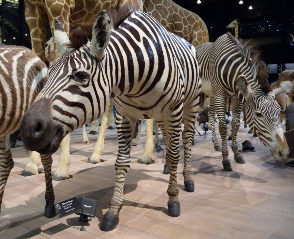 제브라와 기린은 나무 바닥에 정보 패가 있는 자연사 박물관 전시물에 전시되어 있습니다.