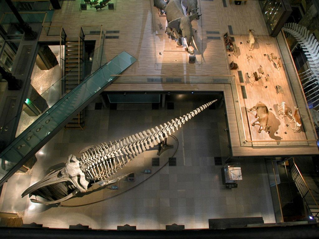 커다란 공룡 해골, 코끼리 동상 및 기타 다양한 동물 전시가 있는 박물관 전시품의 오버헤드 뷰.