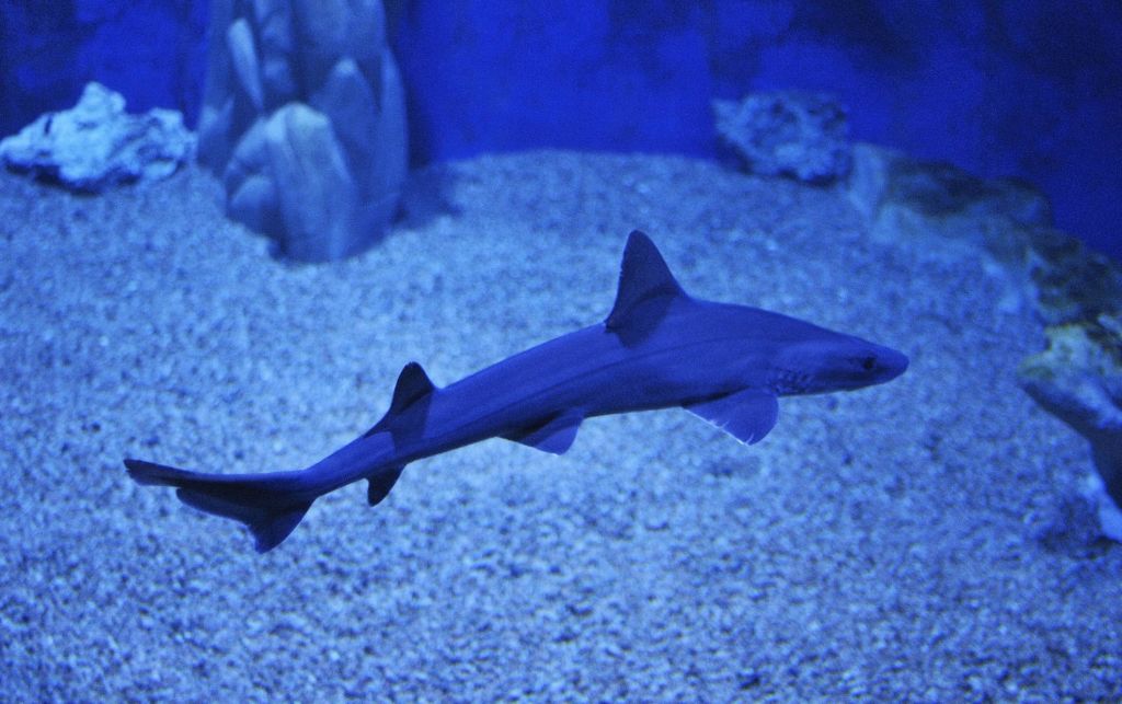 푸른빛을 띤 상어가 수족관의 모래 바닥을 헤엄치고 있으며, 배경에는 바위가 보입니다.