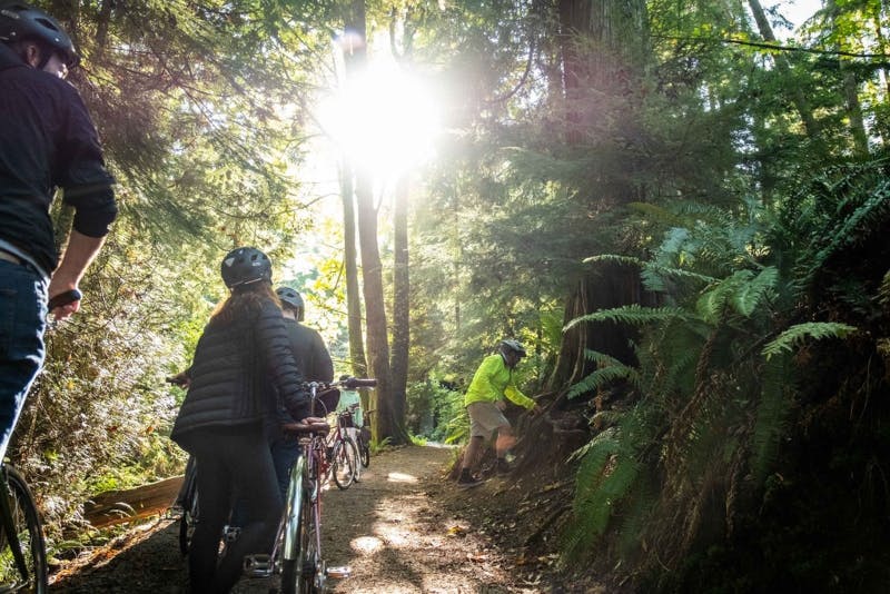 숲에서 자전거를 타는 사람 3명, 자전거 옆에 서 있는 사람 2명, 나무를 살펴보는 사람 1명이 나무 사이로 햇빛을 걸러냅니다.