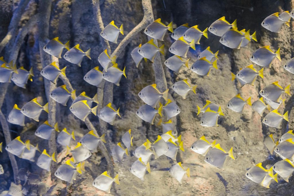 아틀란티스아쿠아리움