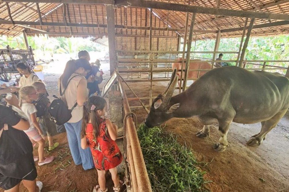 물소에게 먹이를 주는 것은 이 부드러운 거인들과 교감할 수 있는 즐거운 경험입니다.