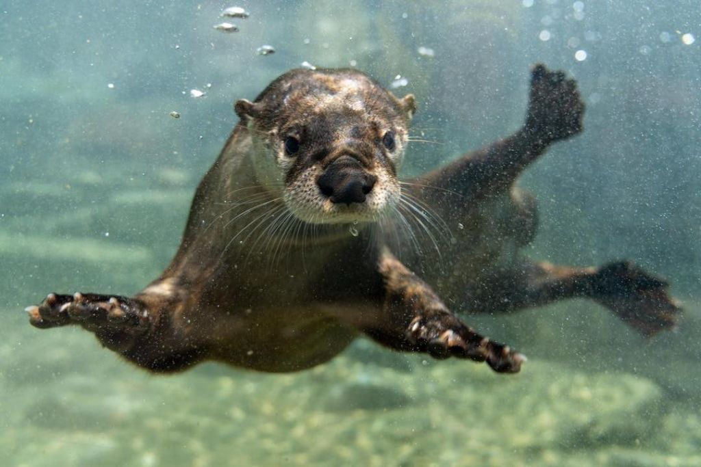 장난기 가득한 수달이 수중에서 헤엄치며 발을 뻗고 카메라를 향해 거품을 날립니다.