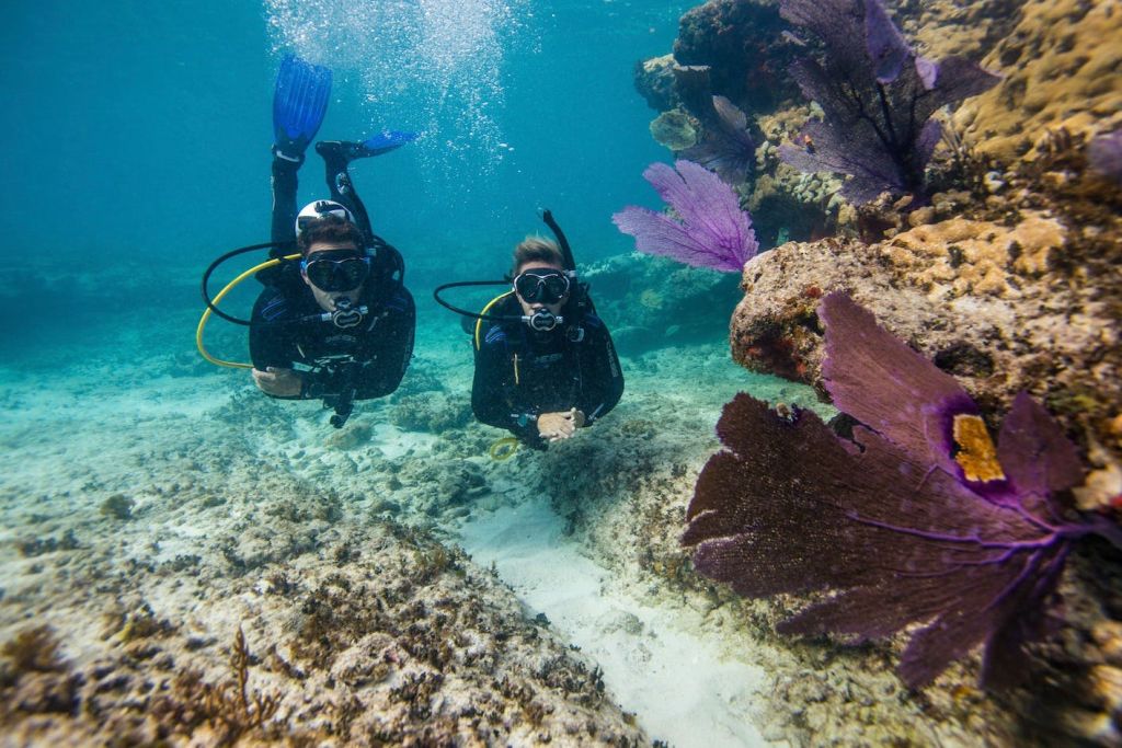 모험을 원하는 사람들을 위해 추가 요금으로 스쿠버 다이빙 기회를 이용할 수 있습니다.
