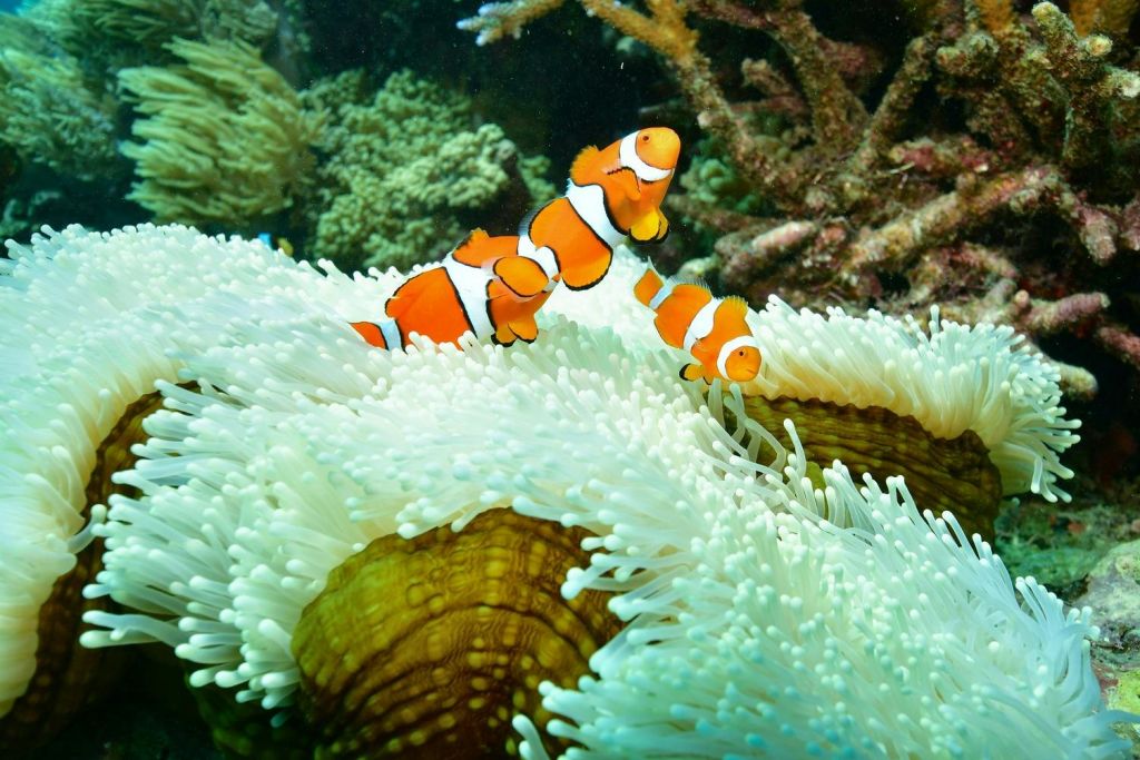 활기찬 산호초 환경에서 흰 바다 아네모네 사이를 헤엄치는 세 마리의 광어.