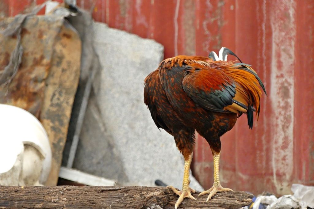 리플리의 믿거나 말거나! 코펜하겐