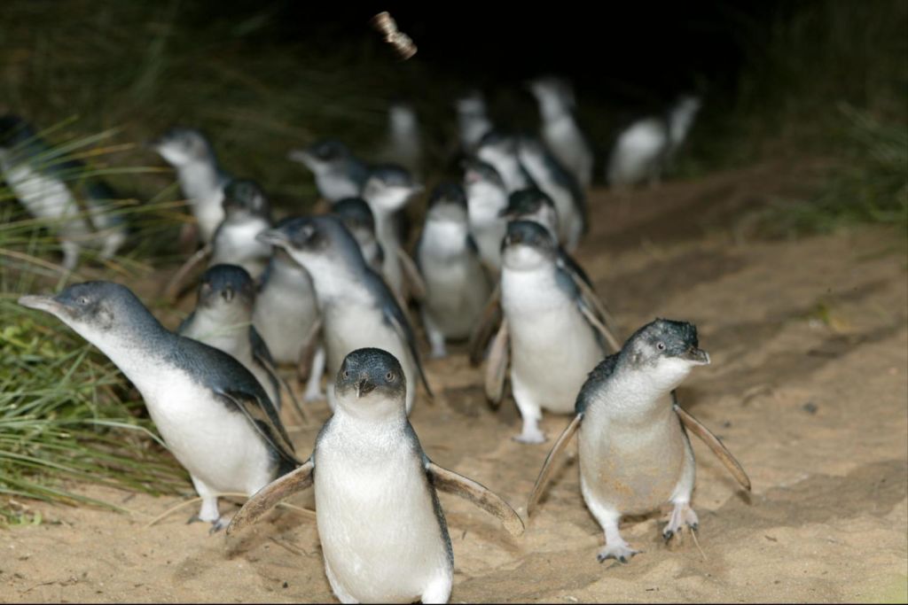 Penguins Plus premium viewing area for the best views of the Penguins