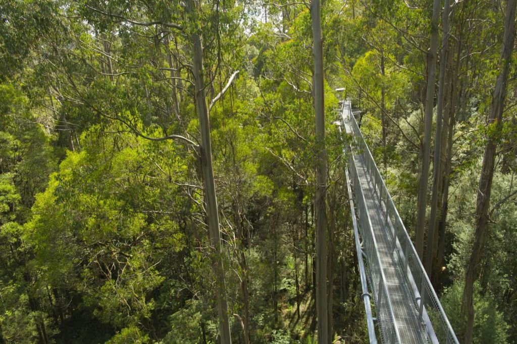 울창한 녹색 단풍이 주변을 둘러싸고 있는 울창한 숲의 높은 나무들 사이로 높이 솟은 금속 산책로.