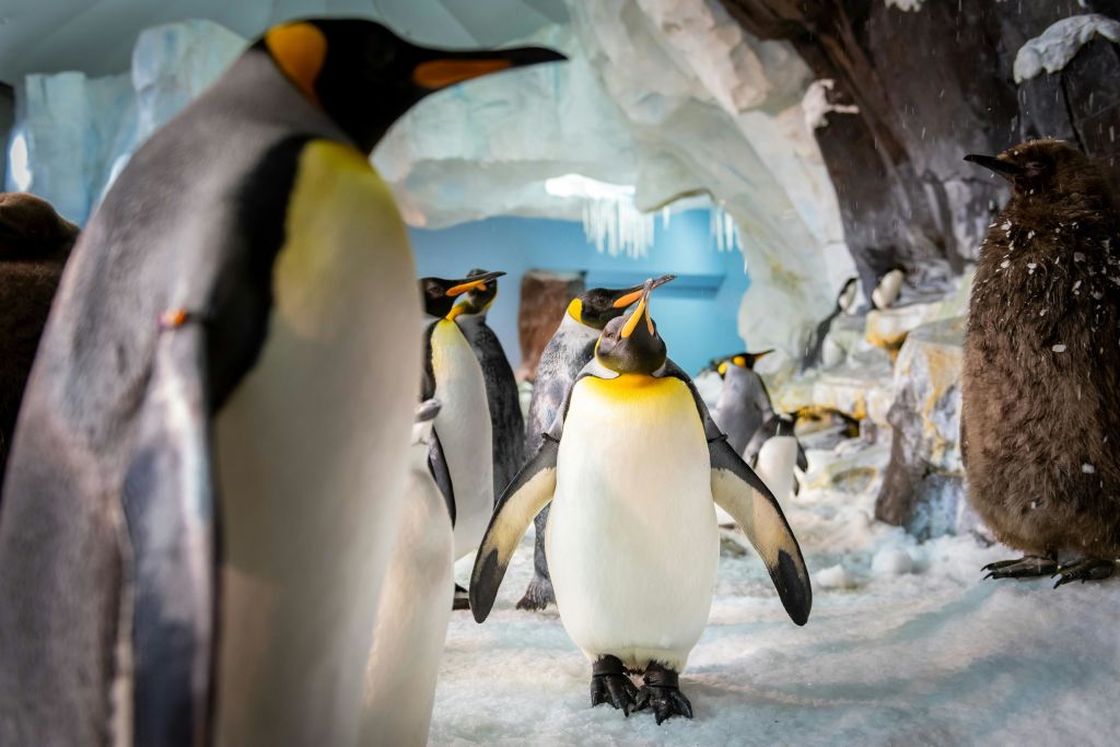 고드름과 푸른 하늘을 배경으로 눈 덮인 동굴 속 얼음 위에 서 있는 펭귄.