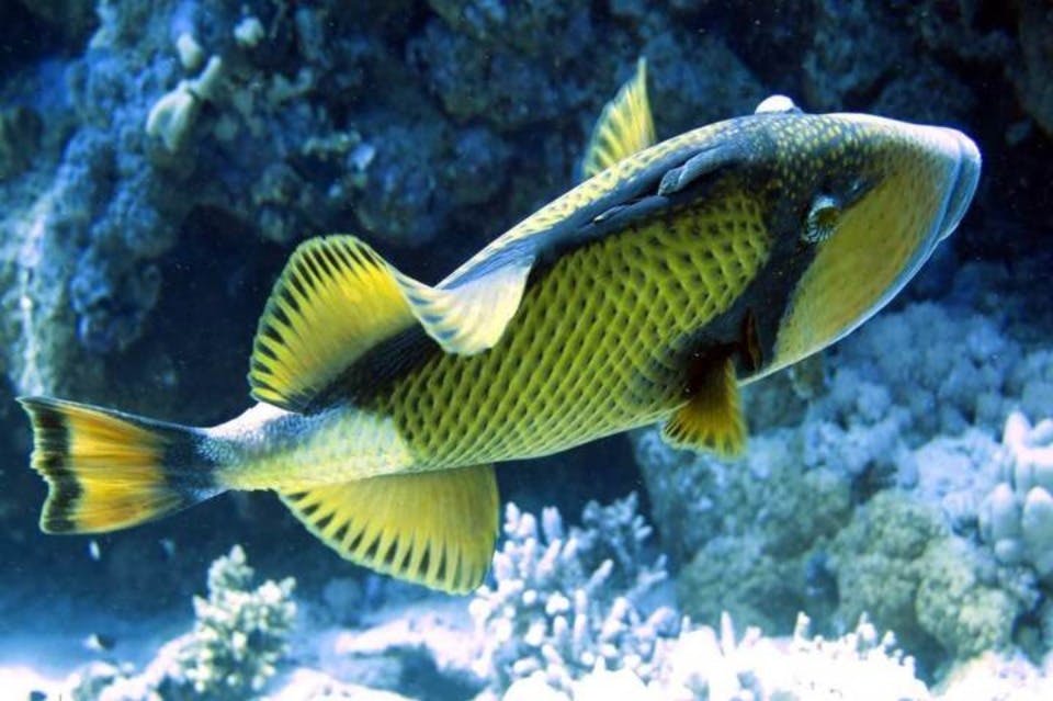 생선 사마다이 방아쇠