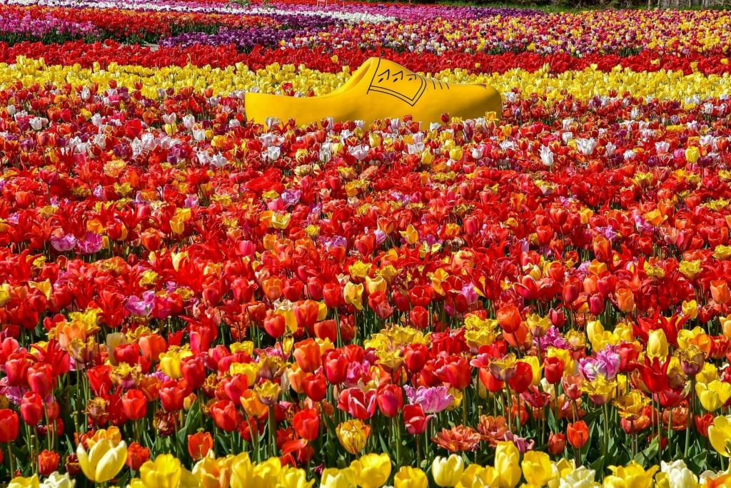 튤립과 커다란 막힘