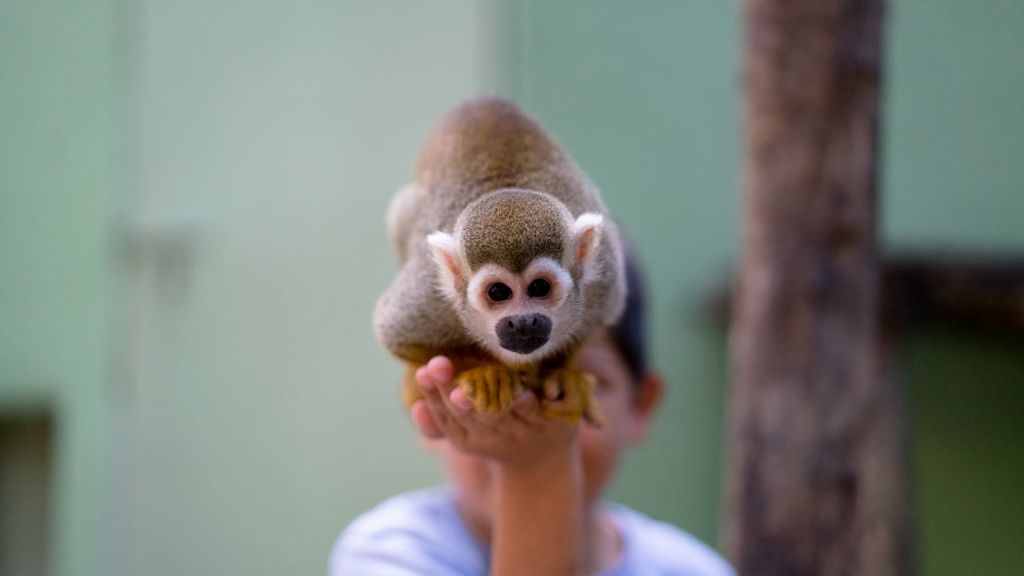 작은 원숭이가 사람의 손에 자리잡고 있으며, 그 사람의 얼굴은 배경에서 흐릿하게 보입니다.