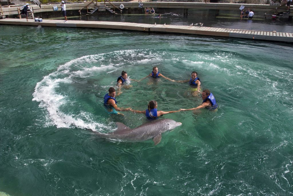 구명조끼를 입은 5명이 물속에서 손을 잡고 원을 그리며 돌고래가 헤엄치고 있습니다.