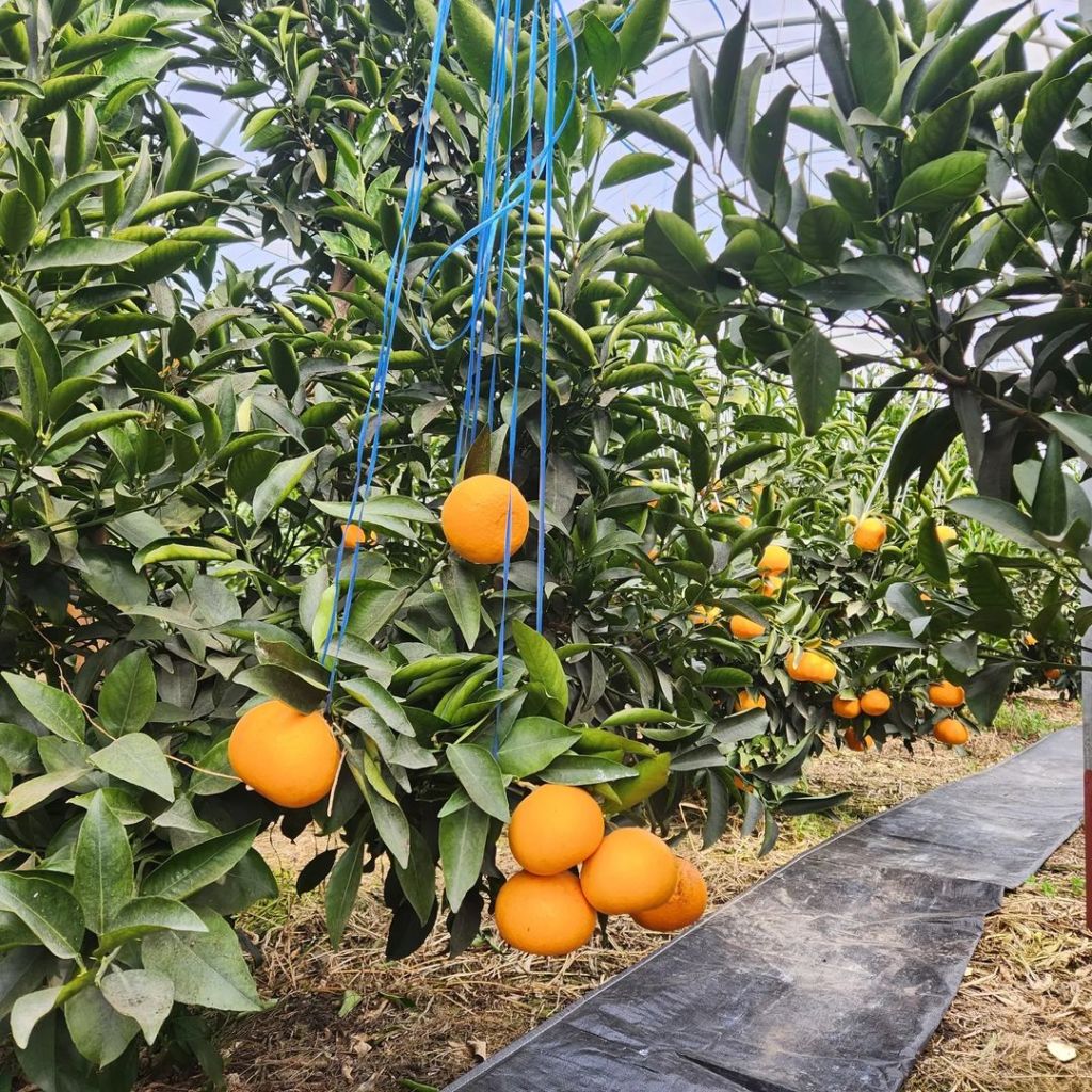 승연씨네 농장