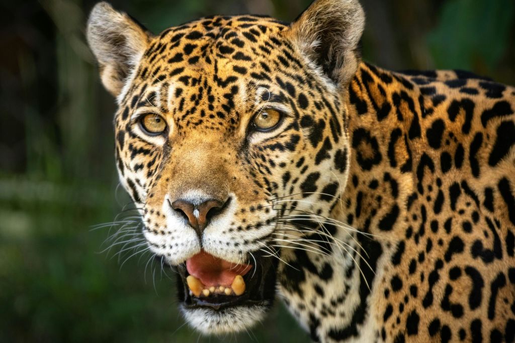 표범의 얼굴을 클로즈업하여 얼룩덜룩한 털, 강렬한 노란 눈, 톱니가 보이는 입을 벌립니다.