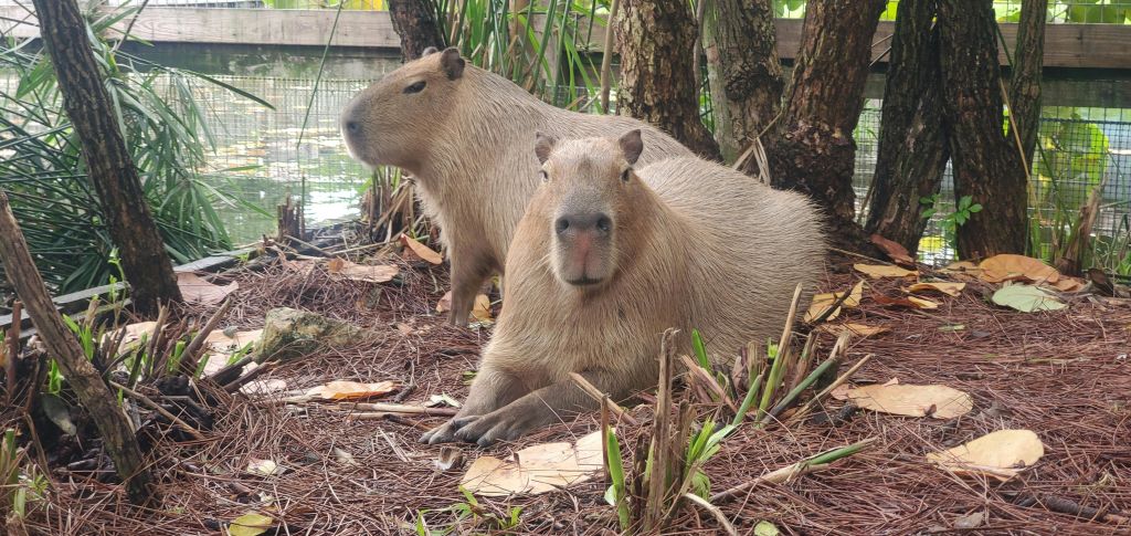 나무와 초목을 배경으로 연못 근처의 숲 바닥에 카피바라 두 마리가 앉아 있습니다.