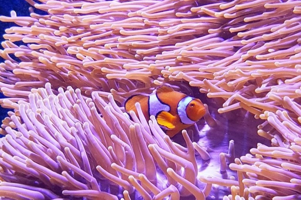 케언즈 아쿠아리움