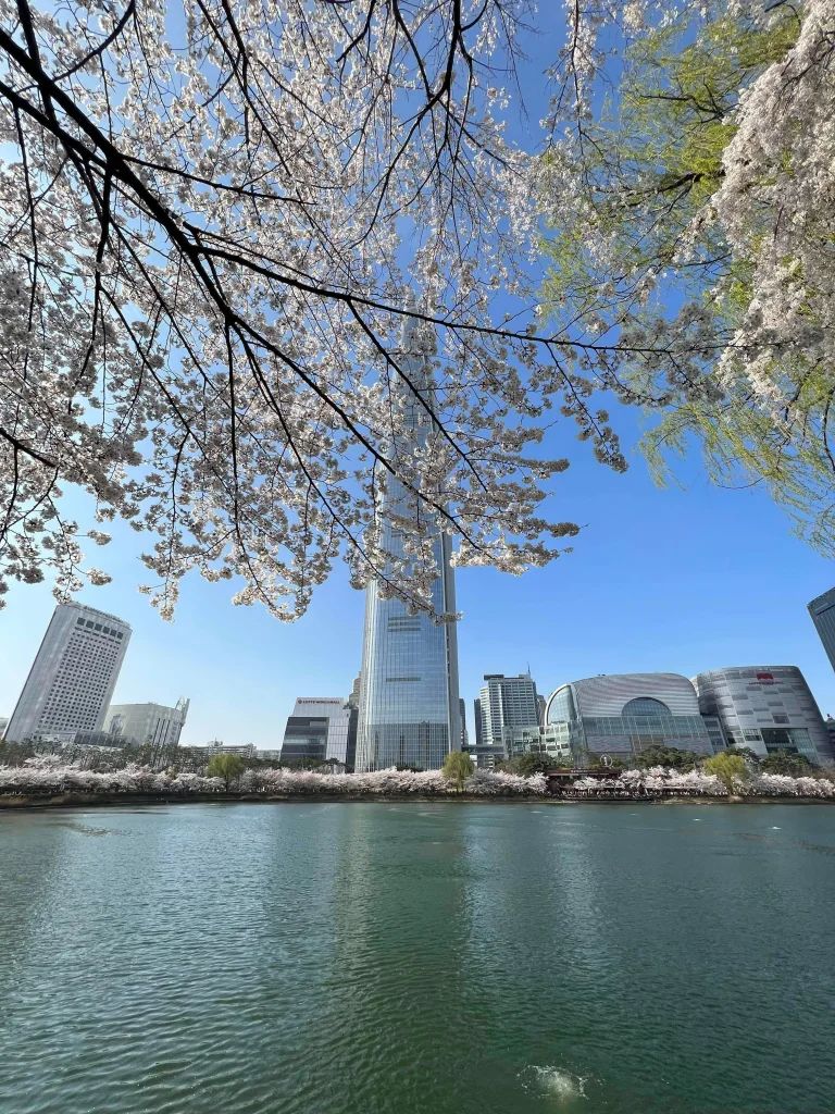 Seokchon Lake Cherry Blossom Festival Thumbnail