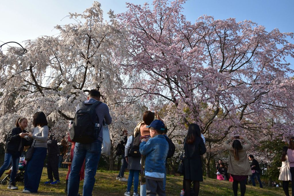 사람들은 꽃이 만발한 벚꽃 나무 아래 모여 화창한 날 사진을 찍고 풍경을 즐깁니다.